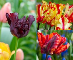 Tulip Parrot Collection (60 bulbs)